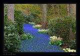 Keukenhof Hollandia 025